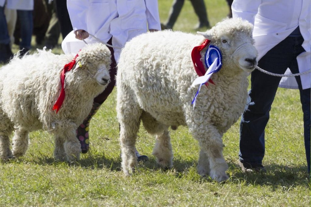 Sheep in a sheep competition with first place ribbon