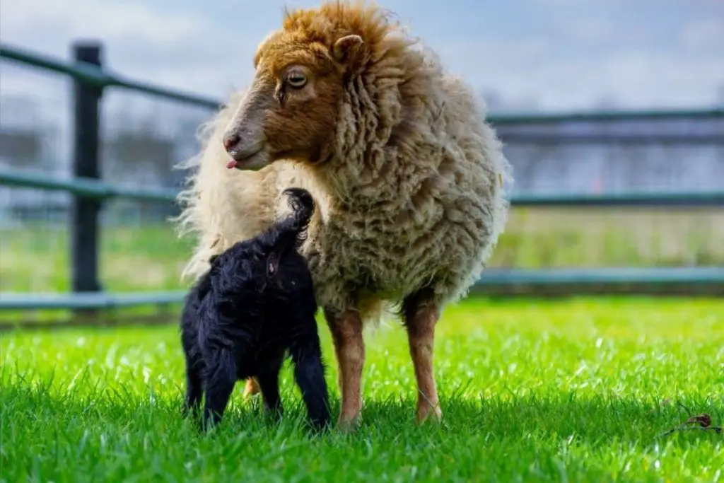 Teacup miniature sheep grazing in a pasture