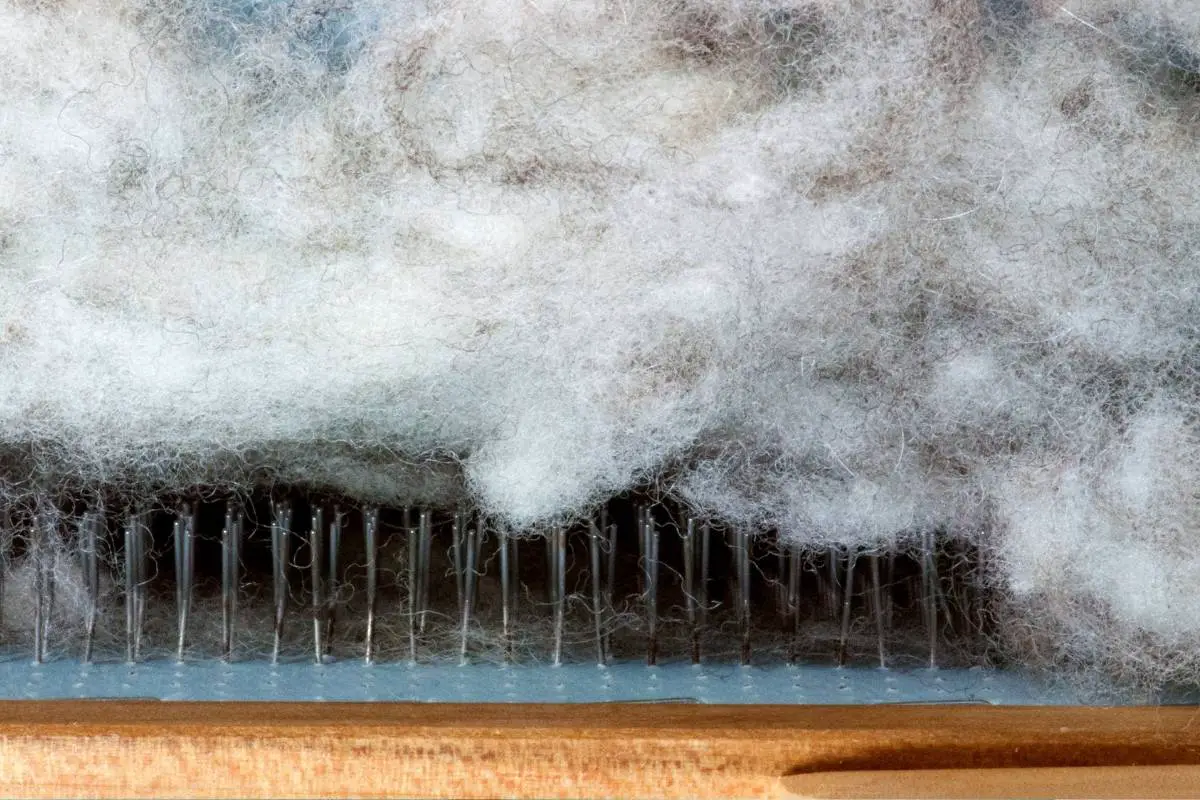 Wool Carder What It Is & Why You Need One SheepCaretaker