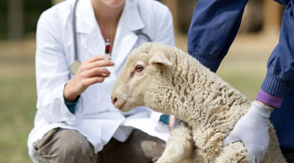 Sheep receiving vaccine from veterinarian