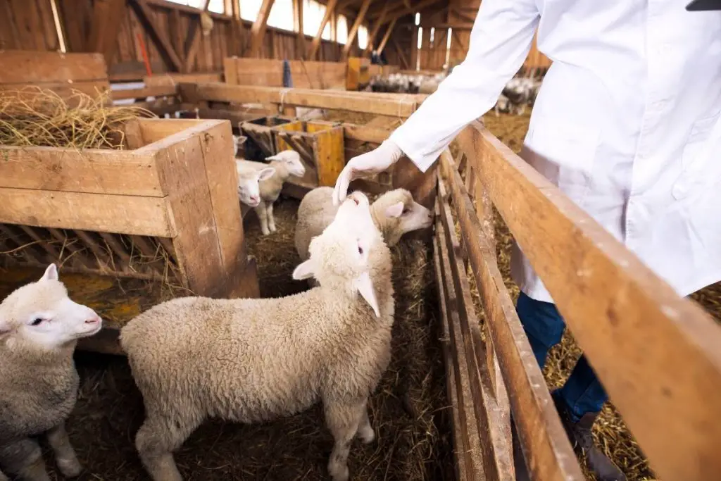 Veterinarian petting a sheep in a pen