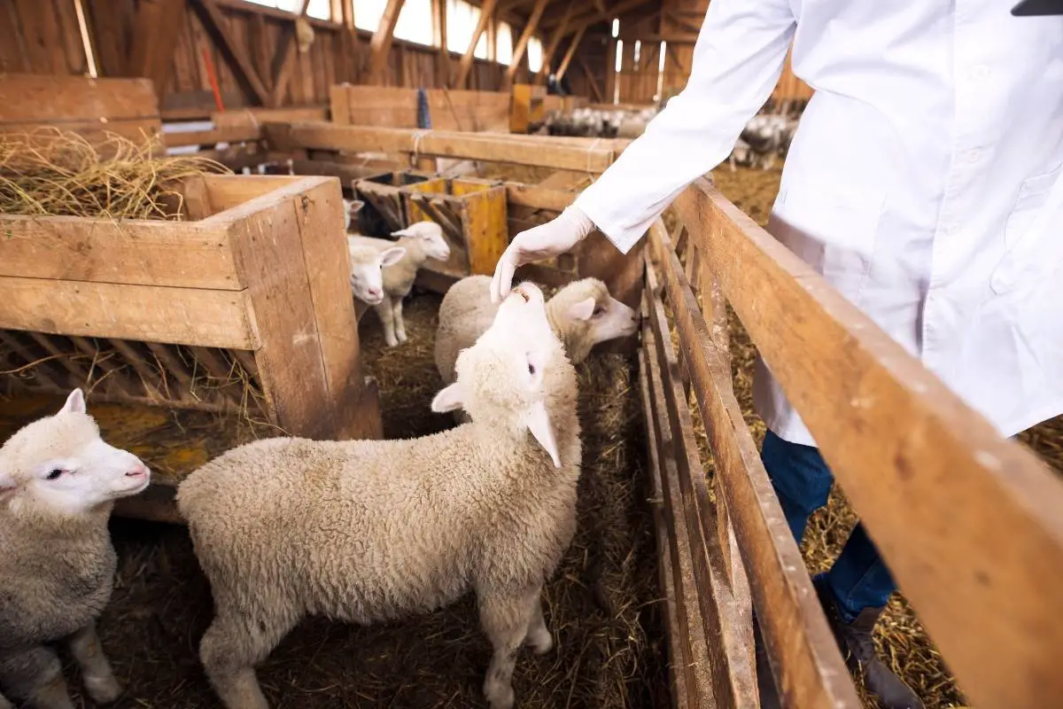 CDT Vaccine For Sheep What You Need To Know SheepCaretaker