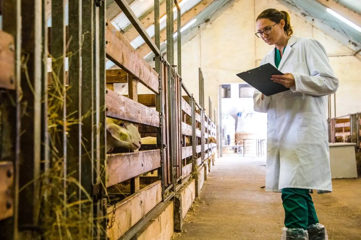 CDT Vaccine For Sheep What You Need To Know SheepCaretaker