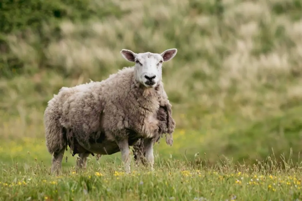 A wooly sheep molting its coat