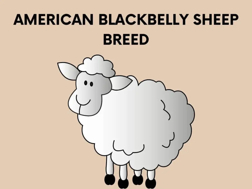 AMERICAN BLACKBELLY SHEEP BREED