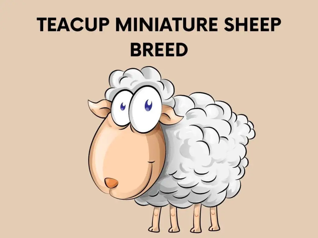 TEACUP MINIATURE SHEEP BREED