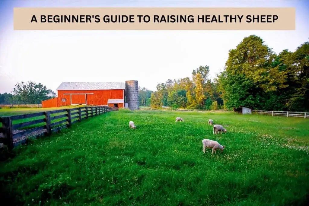 A Beginner's Guide To Raising Healthy Sheep - SheepCaretaker