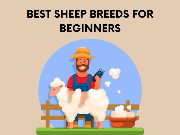 A Beginner's Guide To Raising Healthy Sheep - SheepCaretaker