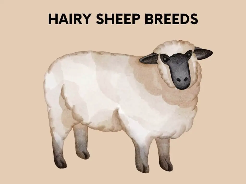 hairy sheep breeds