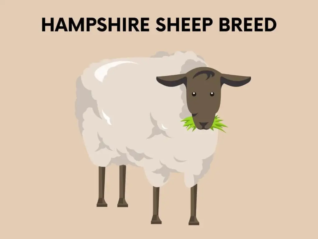 hampshire sheep breed