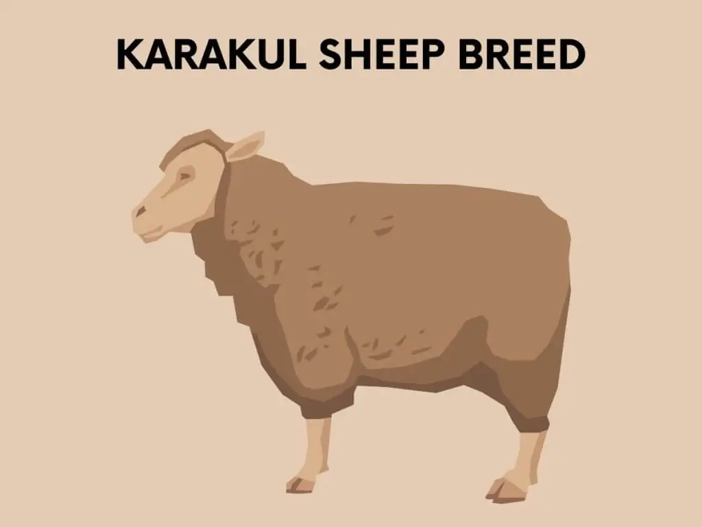 karakul sheep breed