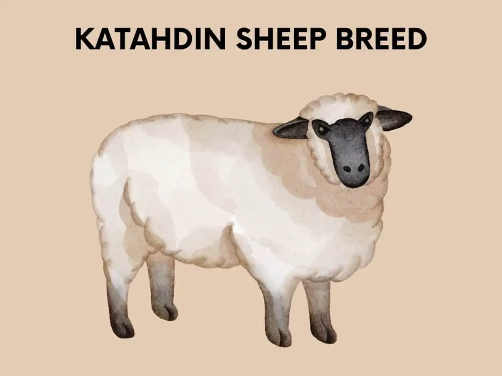 katahdin sheep breed