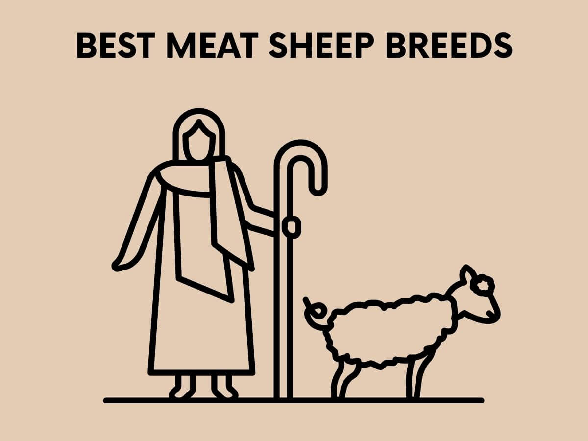 A Beginner's Guide To Raising Healthy Sheep SheepCaretaker