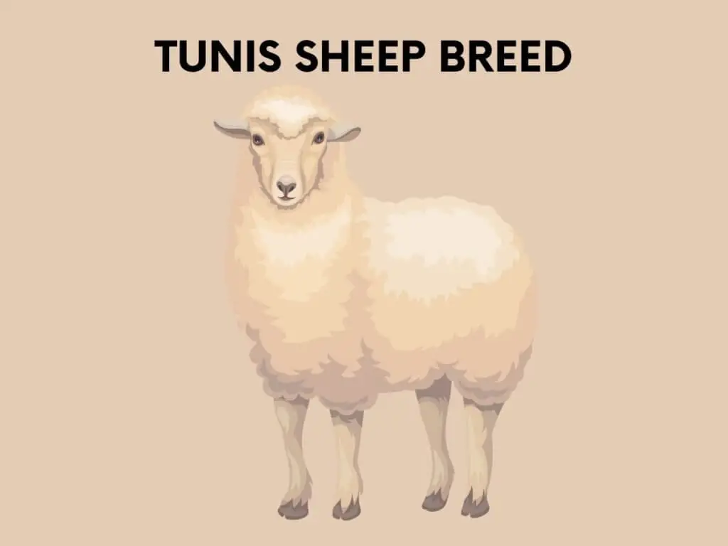 tunis sheep breed