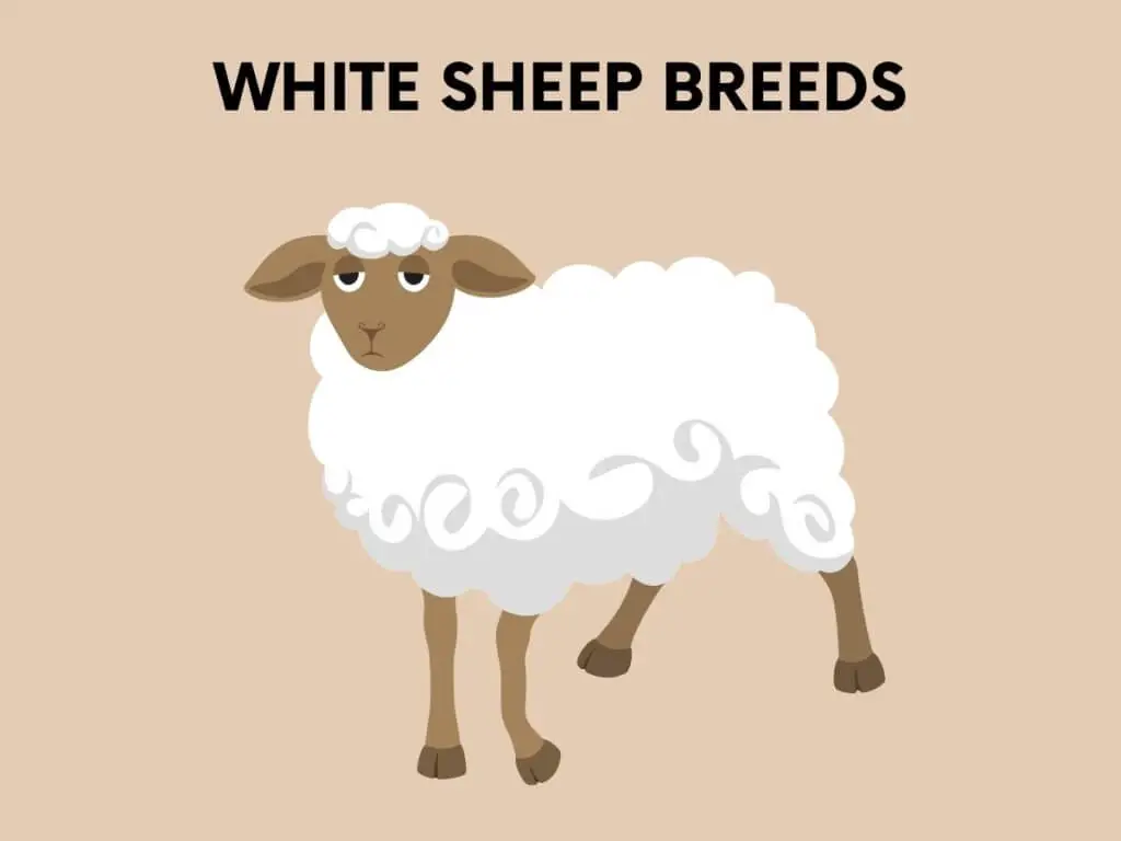 white sheep breed